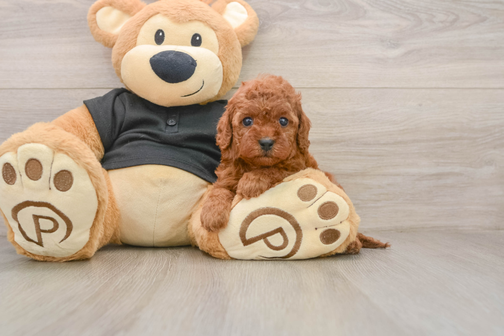 Cavapoo Puppy for Adoption