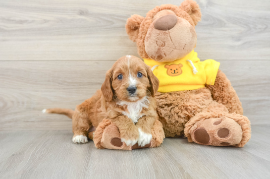 Happy Cavapoo Baby