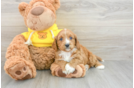 Petite Cavapoo Poodle Mix Pup