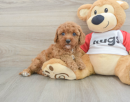 8 week old Cavapoo Puppy For Sale - Simply Southern Pups