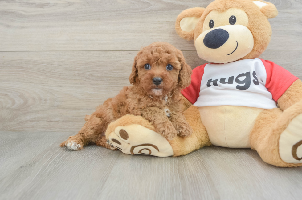 7 week old Cavapoo Puppy For Sale - Simply Southern Pups