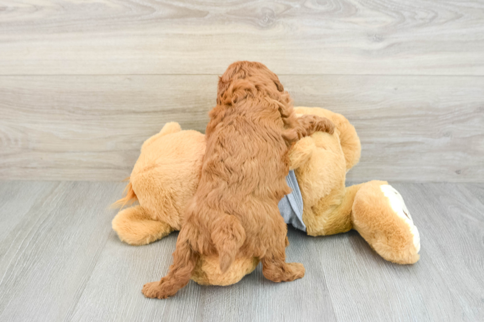 Cavapoo Puppy for Adoption