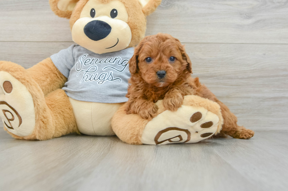 6 week old Cavapoo Puppy For Sale - Simply Southern Pups