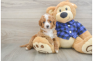 Cavapoo Pup Being Cute
