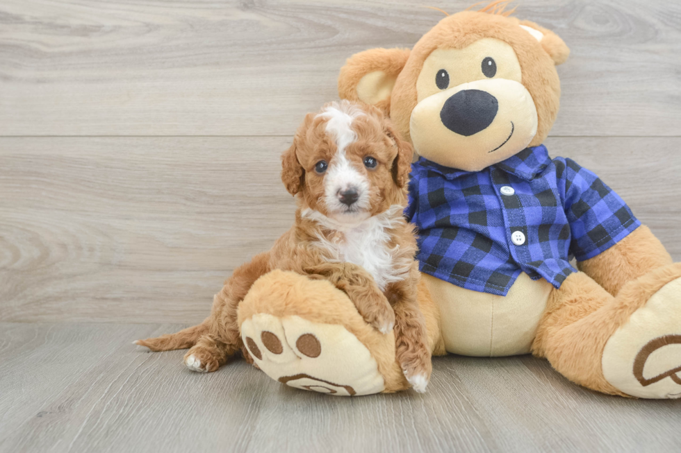 Cavapoo Pup Being Cute
