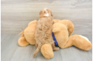 Cavapoo Puppy for Adoption