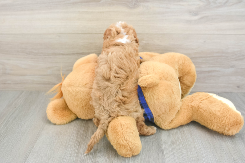 Cavapoo Puppy for Adoption