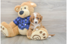 Cavapoo Pup Being Cute