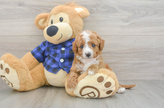 Cavapoo Pup Being Cute