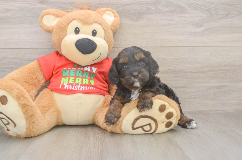 5 week old Cavapoo Puppy For Sale - Simply Southern Pups