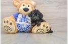 Best Cavapoo Baby