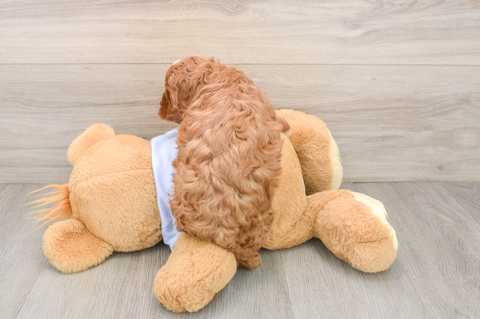 Little Cavipoo Poodle Mix Puppy