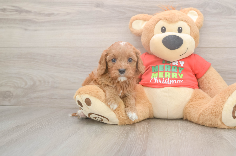 5 week old Cavapoo Puppy For Sale - Simply Southern Pups
