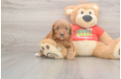 Cavapoo Puppy for Adoption