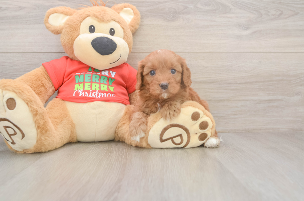 5 week old Cavapoo Puppy For Sale - Simply Southern Pups