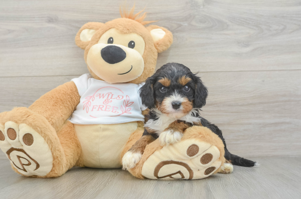 5 week old Cavapoo Puppy For Sale - Simply Southern Pups