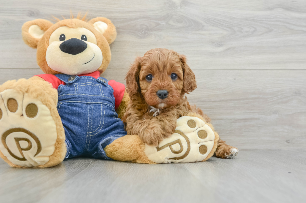 6 week old Cavapoo Puppy For Sale - Simply Southern Pups