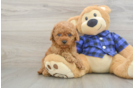 Cavapoo Puppy for Adoption