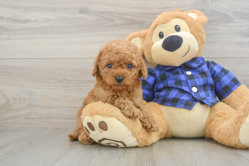 Cavapoo Puppy for Adoption