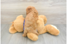 Hypoallergenic Cavadoodle Poodle Mix Puppy