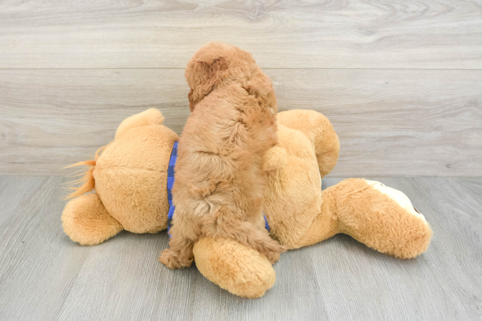 Hypoallergenic Cavadoodle Poodle Mix Puppy
