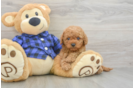 Best Cavapoo Baby