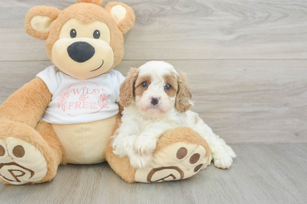 5 week old Cavapoo Puppy For Sale - Simply Southern Pups