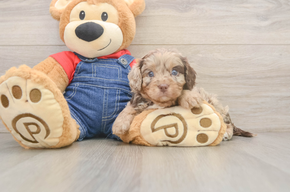 5 week old Cavapoo Puppy For Sale - Simply Southern Pups