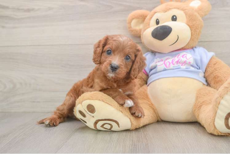 Best Cavapoo Baby