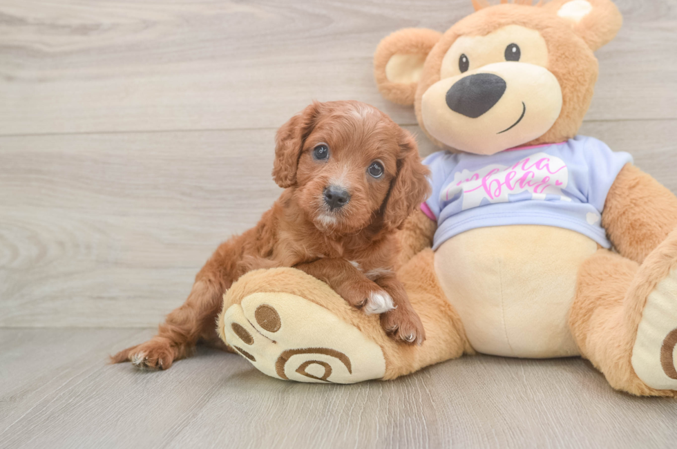 7 week old Cavapoo Puppy For Sale - Simply Southern Pups