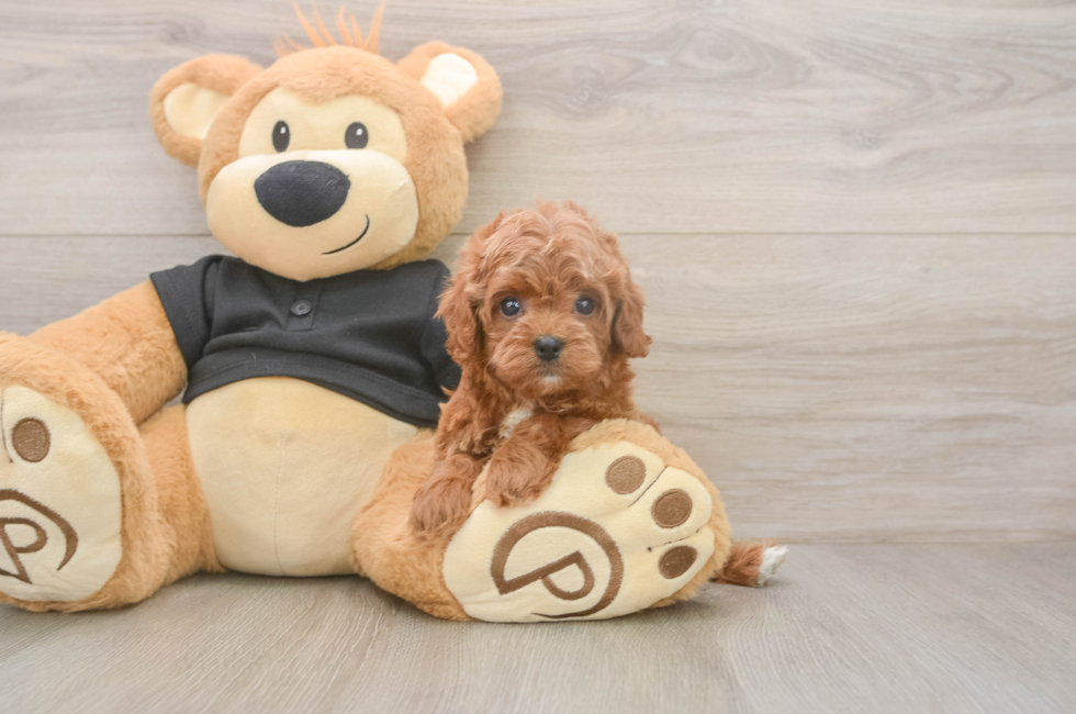 5 week old Cavapoo Puppy For Sale - Simply Southern Pups