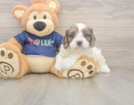 8 week old Cavapoo Puppy For Sale - Simply Southern Pups