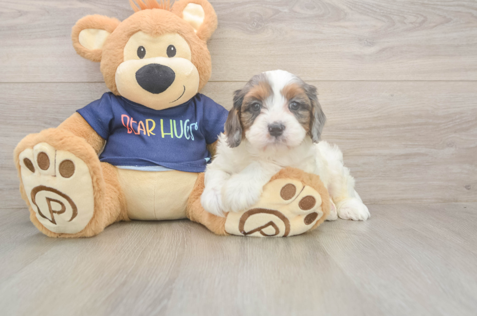 6 week old Cavapoo Puppy For Sale - Simply Southern Pups