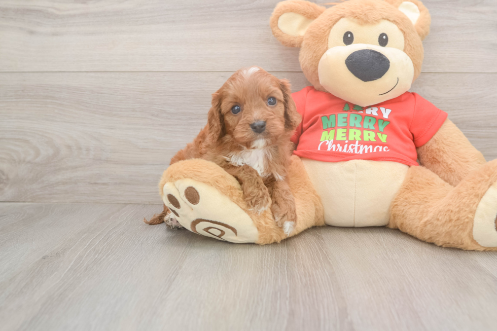 Adorable Cavalier King Charles Spaniel and Poodle Mix Poodle Mix Puppy