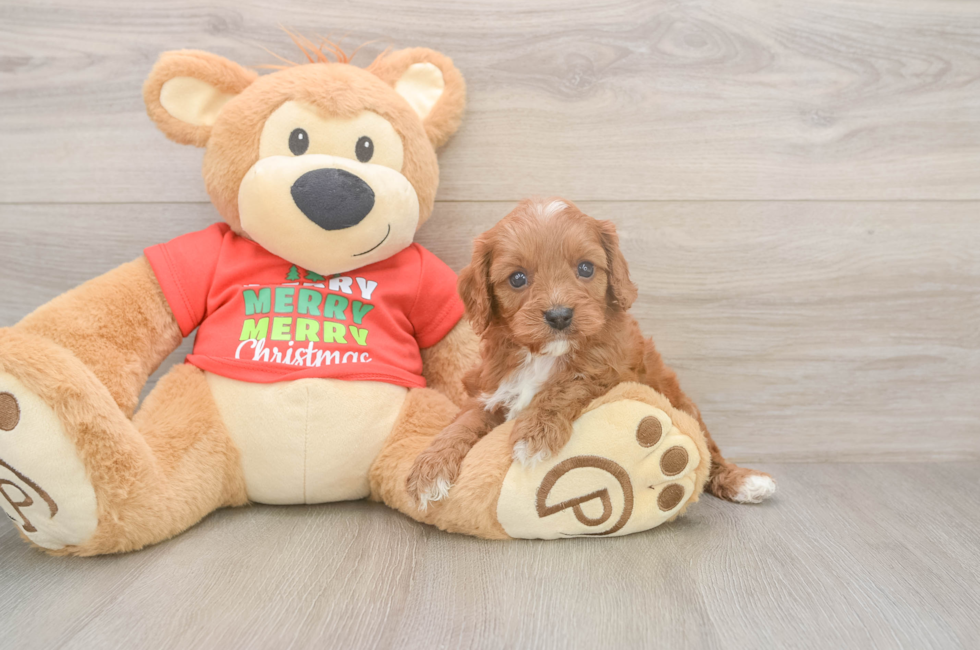 5 week old Cavapoo Puppy For Sale - Simply Southern Pups