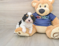 7 week old Cavapoo Puppy For Sale - Simply Southern Pups