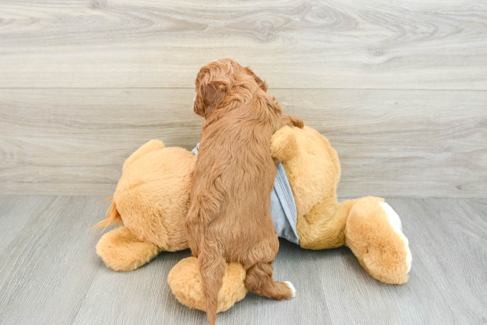 Cavapoo Pup Being Cute