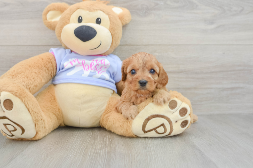 7 week old Cavapoo Puppy For Sale - Simply Southern Pups