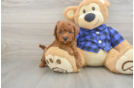 Energetic Cavoodle Poodle Mix Puppy