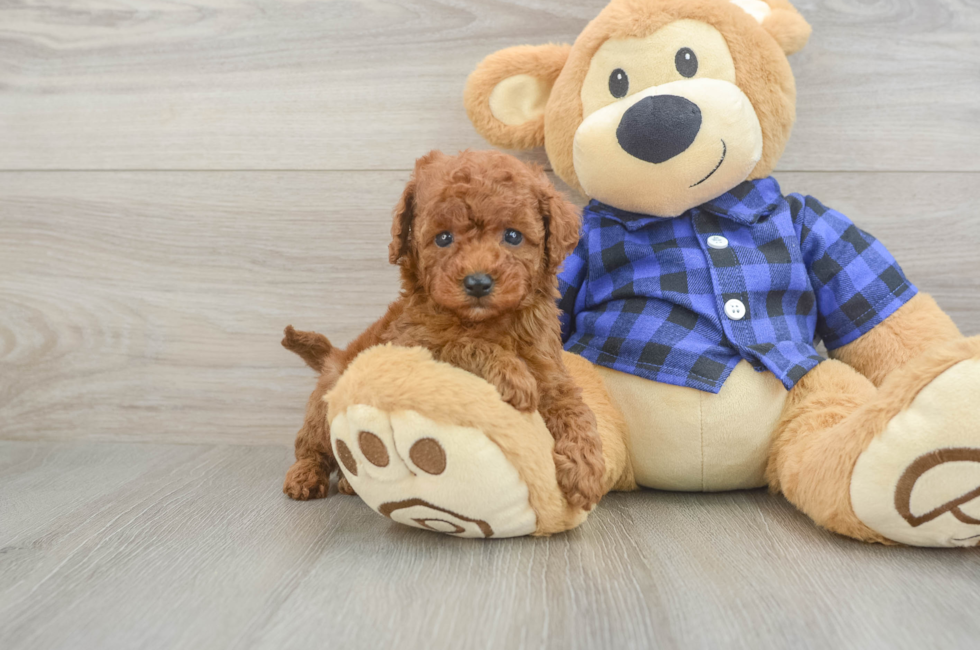 5 week old Cavapoo Puppy For Sale - Simply Southern Pups