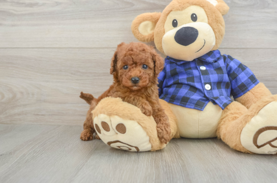 Energetic Cavoodle Poodle Mix Puppy