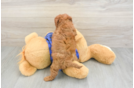 Petite Cavapoo Poodle Mix Pup