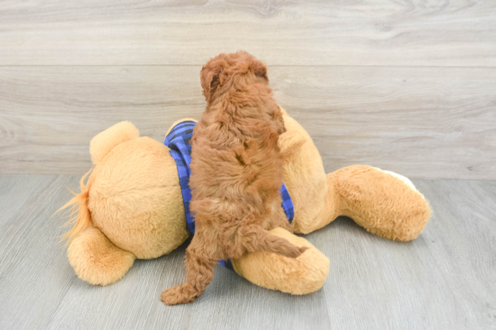 Petite Cavapoo Poodle Mix Pup