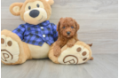 Adorable Cavalier King Charles Spaniel and Poodle Mix Poodle Mix Puppy
