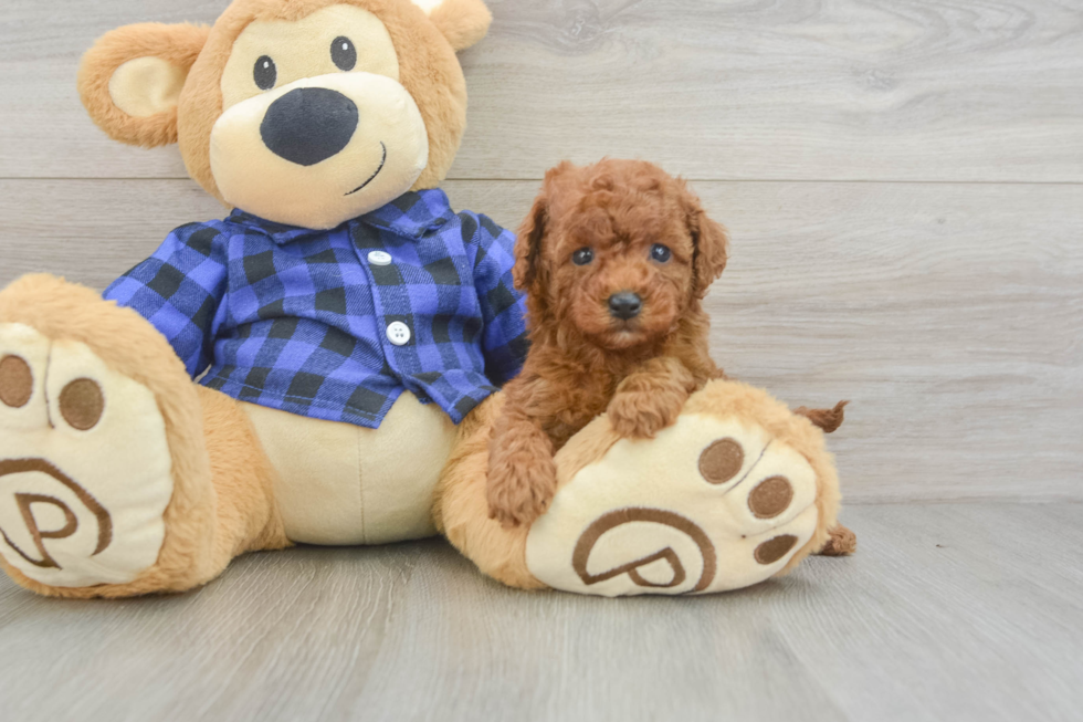 Adorable Cavalier King Charles Spaniel and Poodle Mix Poodle Mix Puppy