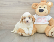 8 week old Cavapoo Puppy For Sale - Simply Southern Pups