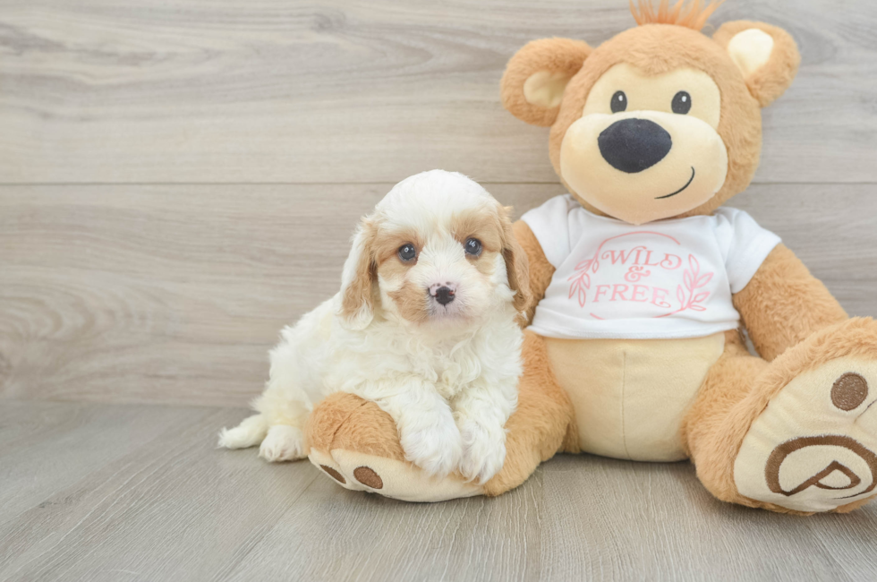 5 week old Cavapoo Puppy For Sale - Simply Southern Pups