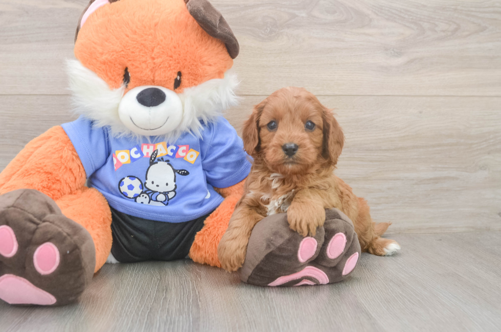 5 week old Cavapoo Puppy For Sale - Simply Southern Pups
