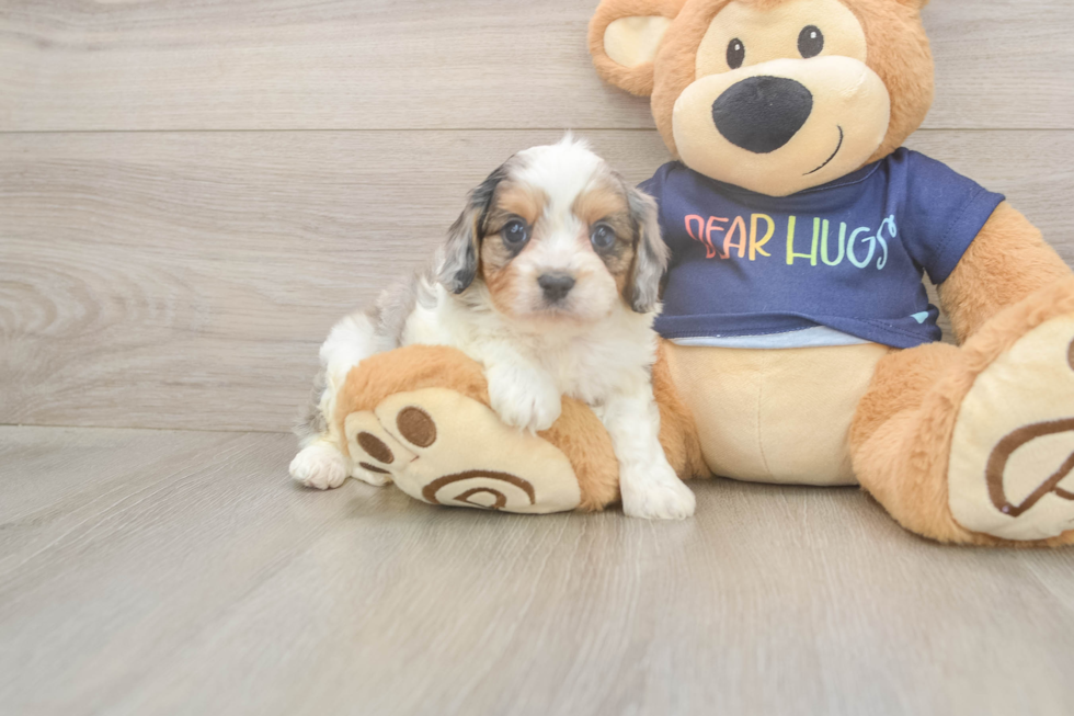 Little Cavipoo Poodle Mix Puppy