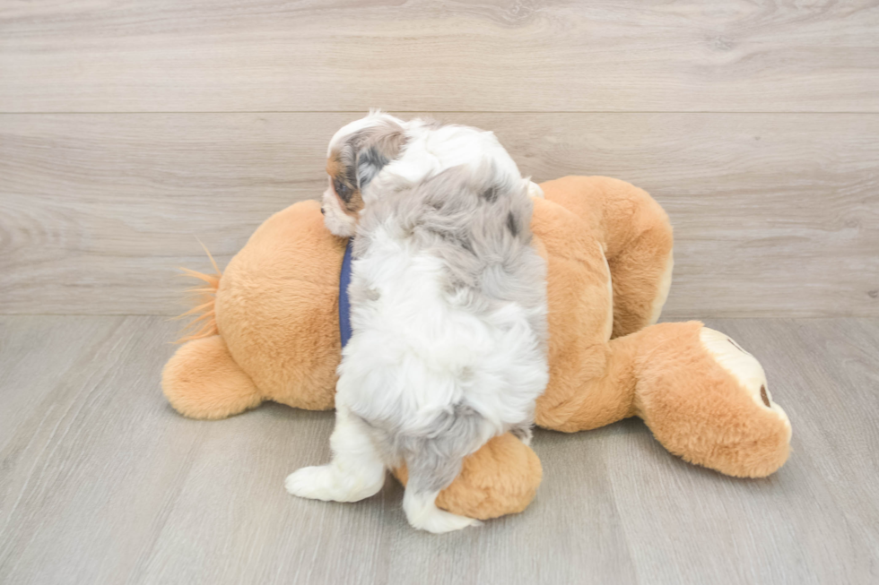 Cavapoo Puppy for Adoption